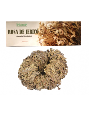 ROSA DE JERICO 1 UND