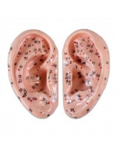 AURICULOTERAPIA MODELO ANATOMICO 1:1 PAR
