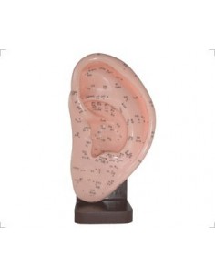 MODELO DE OREJA PARA ACUPUNTURA 23CM