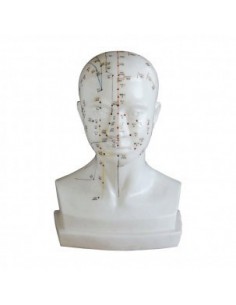 MODELO PARA CABEZA ACUPUNTURA