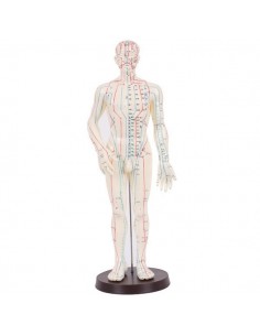 MODELO PARA ACUPUNTURA HOMBRE (51CM)