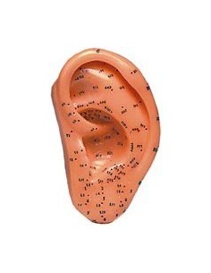 MODELO ANATOMICO OREJA SILICONA 40CM