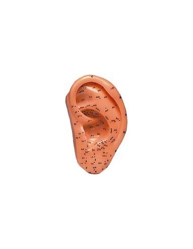 MODELO ANATOMICO OREJA SILICONA 40CM