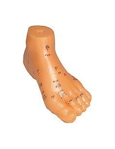 MODELO ANATOMICO DE PIE 15CM