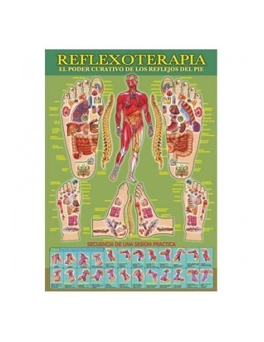 LAMINA DE REFLEXOLOGIA