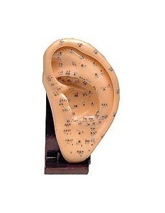 MODELO ANATOMICO OREJA SILICONA 22 CM
