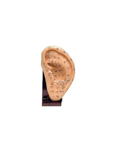 MODELO ANATOMICO OREJA SILICONA 22 CM