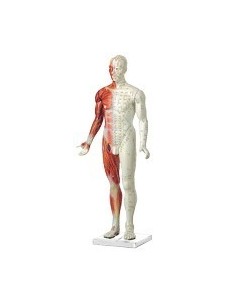 MODELO ANATOMICO HOMBRE 87 CM