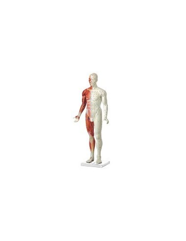 MODELO ANATOMICO HOMBRE 87 CM