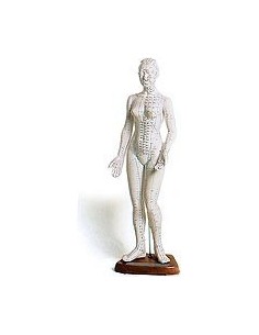 MODELO ANATOMICO DE MUJER PARA ACUPUNTURA 48 CM