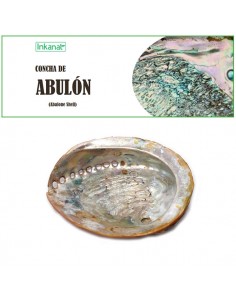CONCHA DE ABULON BOLSA 1 UND